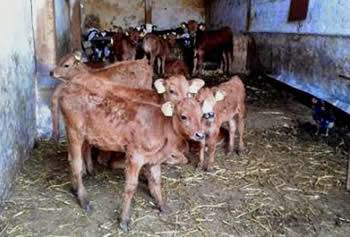 Fièvre aphteuse : le non respect des règles de sécurité à l&rsquo;origine de la transmission de la maladie