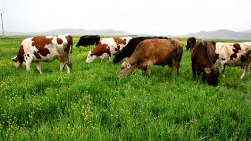 La fièvre aphteuse arrive dans la capitale, La vache qui… crie!