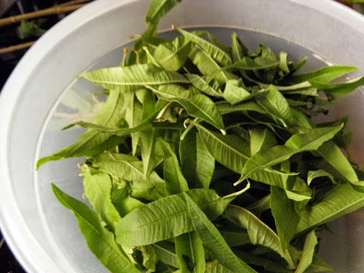 La verveine : De bonnes raisons d’en avoir à la maison !