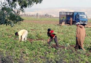 Le déracinement, source d’abandon des terres agricoles (chercheur)