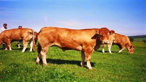 Le nombre de foyers triple depuis la mi-août, La fièvre aphteuse gagne du terrain à Alger