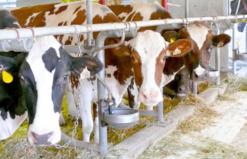 L’épidémie s’étend sur 17 wilayas de l’est et du centre du pays : 192 fermes agricoles affectées et plus de 900 bovins abattus