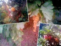 Tazrouk, Les jardins se cachent pour mourir