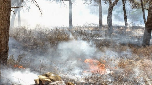Tlemcen : 295 hectares de forêts partis en fumée depuis juin dernier