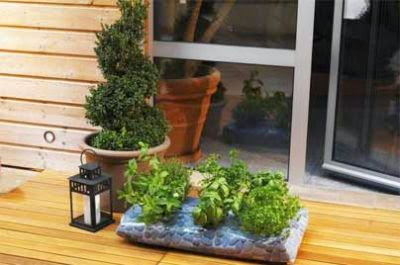 Un potager sur mon balcon
