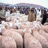 A quelques semaines de l’Aïd, Contrebande de moutons aux frontières