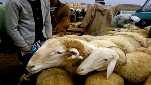 Aïd El Ad’ha : réouverture de trois marchés pour la vente de moutons à Blida