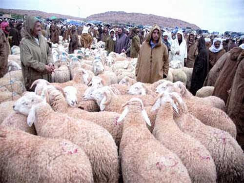 Aïn Defla: reprise timide de l’activité au niveau des marchés de bétail de la wilaya