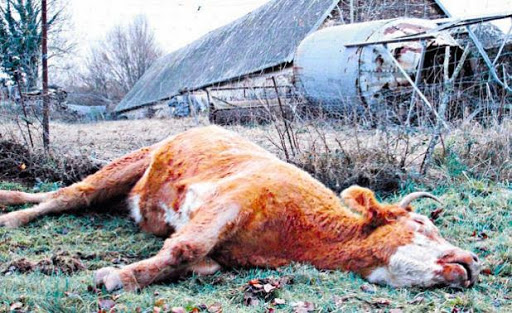 dommages causés par la fièvre aphteuse, 86 éleveurs seront indemnisés à béjaïa