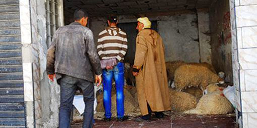 En Algérie, la fièvre aphteuse fait grimper le prix du mouton de l’Aïd