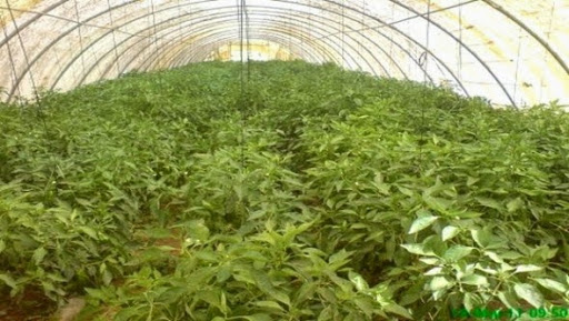 Illizi : plus de 80 serres implantées durant la saison agricole