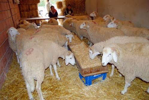 Inquiétude et flambée des prix du mouton, La fièvre de l’Aïd