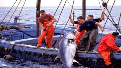 La récupération des marques sur les thonidés : des récompenses allant jusqu&rsquo;à 1.000 euros pour encourager les pêcheurs