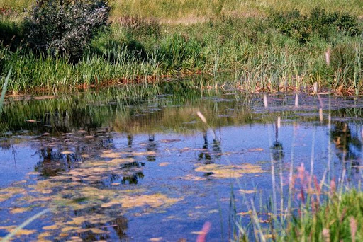 L&rsquo;Algérie se dote d&rsquo;une loi pour la protection des ressources biologiques
