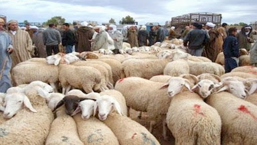 Le complexe zootechnique de Bejaia s’implique dans la vente de moutons de l&rsquo;Aïd