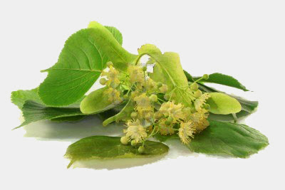 Le tilleul En infusion, il incite au repos