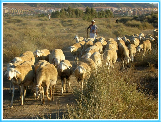 Le vol de cheptel continue de «saigner» les éleveurs, Plus de 21 000 têtes récupérées par la gendarmerie