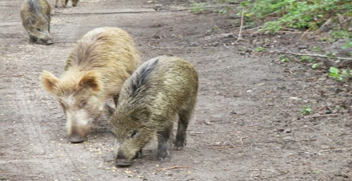 Les sangliers sèment la terreur à Tiaret