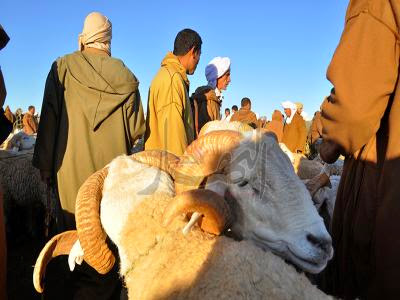 Marchés à bestiaux, Les acheteurs de moutons en position d’attente