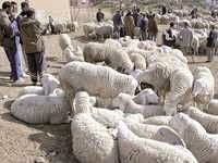 Mila et setif : Les marchés aux bestiaux partiellement rouverts