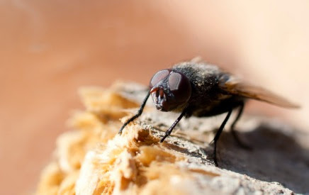 Mouches : 5 astuces pour s’en débarrasser