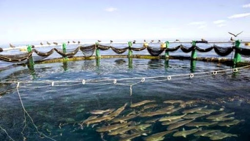 Pêche: le plan d&rsquo;action (2015-2019) du secteur vise la diversification de la production nationale