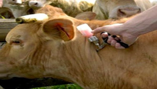 Plus de 6.200 bovins vaccinés contre la fièvre aphteuse dans la willaya d&rsquo;Alger