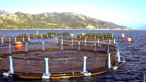 Programme « Aqua-pêche 2020 »: près de 700 projets proposés à Ain Temouchent