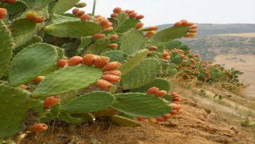 Programme d’intensification de la culture de figues de barbarie à Souk Ahras