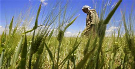 Une famille lutte contre ‘’la bétonisation’’ d’une terre agricole à Sidi Bel Abbes