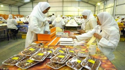 Une production de prés de 560.000 quintaux de dattes attendue à Ghardaïa