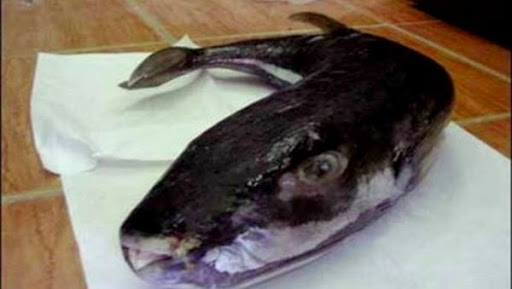 Ain Temouchent: un deuxième poisson lièvre pêché à Malouze (Oulhaça)