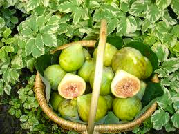 Bejaia : 80 exposants à la fête de la figue de Beni-Djellil