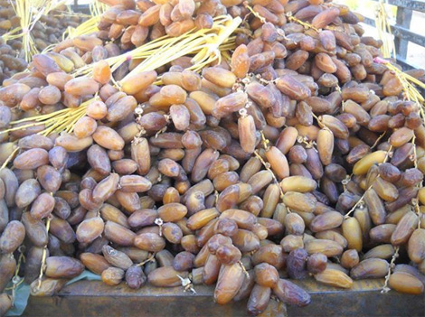 Biskra: Les dattes de Foughala en baisse de régime