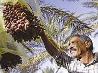 Biskra : Une récolte de dattes qui s’annonce satisfaisante