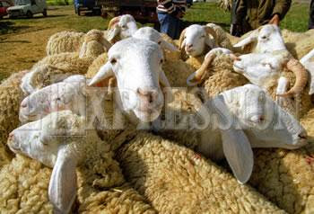Chlef : Le prix du mouton choque les acheteurs