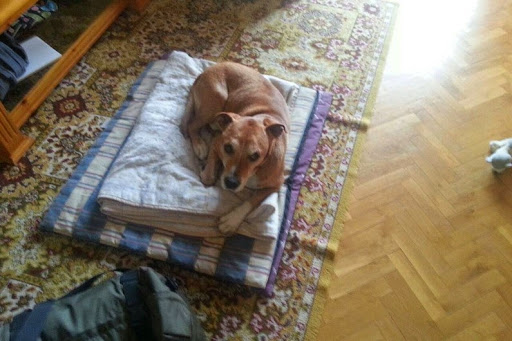 Ebola : levée de boucliers en Espagne pour sauver Excalibur, le chien de l’infirmière infectée