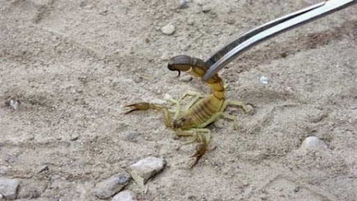 Envenimation scorpionique : 5 décès durant les premiers de 2014 à Ouargla (DSPRH)