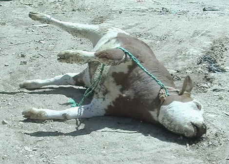 Fièvre aphteuse Vers la réouverture des marchés de bovins