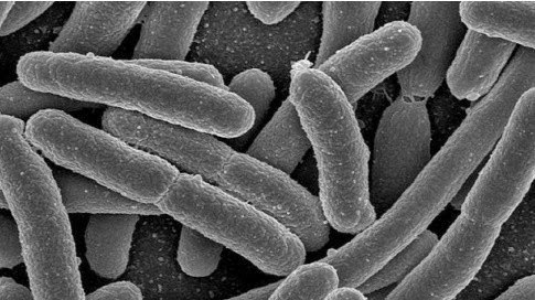 Flore intestinale : ces bactéries qui nous font du bien