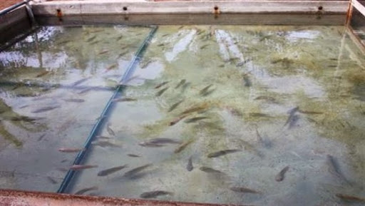 Formation en aquaculture pour les agriculteurs à l’école de pêche de Beni Saf