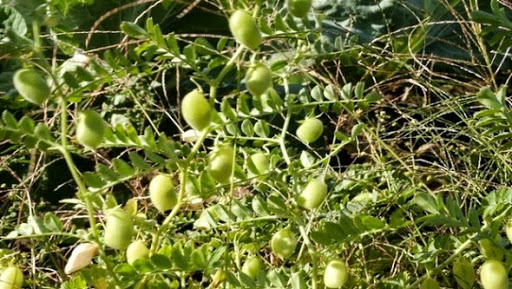 Hausse de la production de légumes secs à Tissemsilt