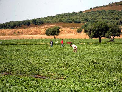 Journée mondiale de l’alimentation Nouri : « Les petits agriculteurs ont besoin de soutien efficace »