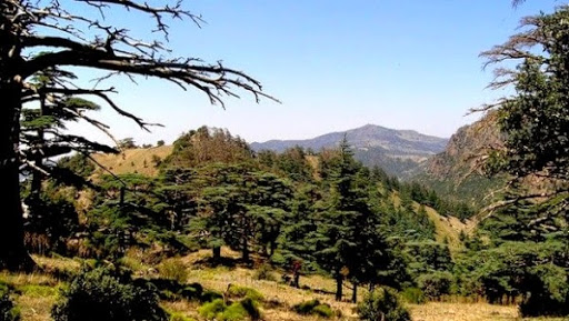 Les rapaces menacés d’extinction au parc national du Djurdjura