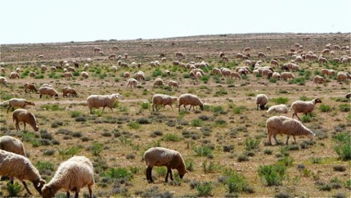 Naâma : plus de 280 millions DA pour le soutien des agriculteurs et éleveurs de Sfissifa