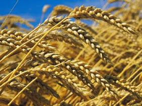 Production céréalière : les raisons d’un recul