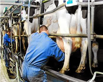 Production laitière à tizi ouzou : L’etat débourse 6 milliards de dinars