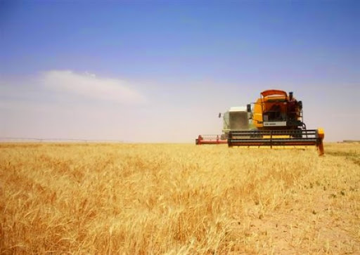 Sidi Bel-Abbes classée 4ème à l’échelle nationale en production céréalière