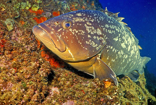 Tizi Ouzou Alerte au Betanodavirus au large de Tigzirt