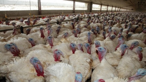 Tizi-Ouzou : plus de 4000 dindes périssent dans un incendie à Yakourene